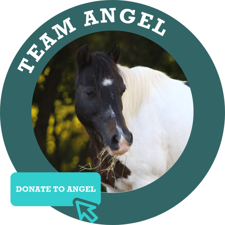 Team Angel Donate Button