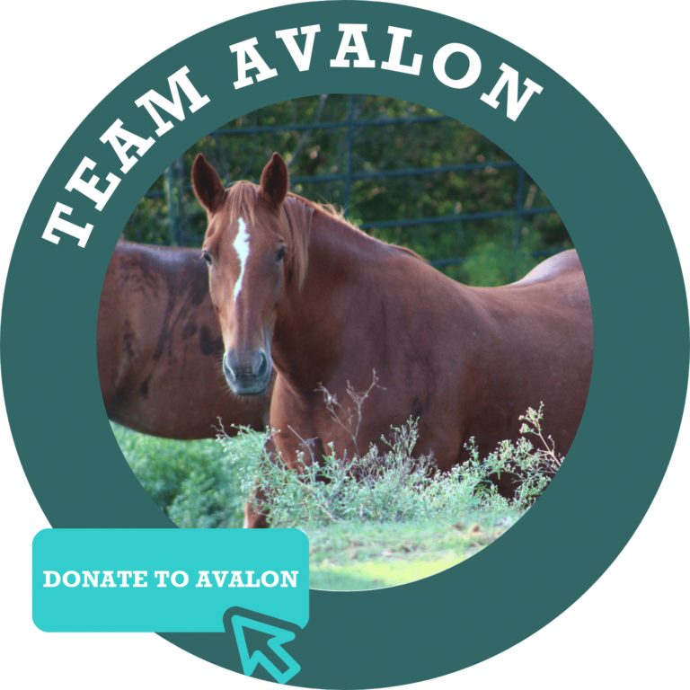 Team Avalon Donate Button
