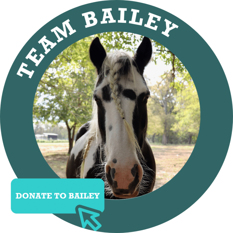 Team Bailey Donate Button